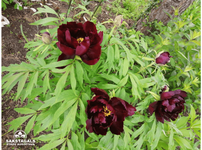 Paeonia × suffruticosa   'Mo Run Jue Lun'